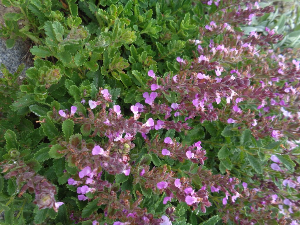 Gamander-Ehrenpreis (Teucrium chamaedrys)