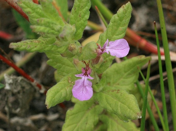 Knoblauch-Gamander (Teucrium scordium)​