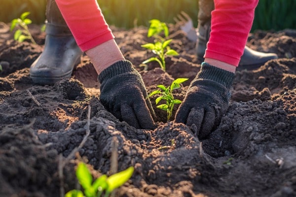 Pflanzsaison für Gemüse und Vegetation