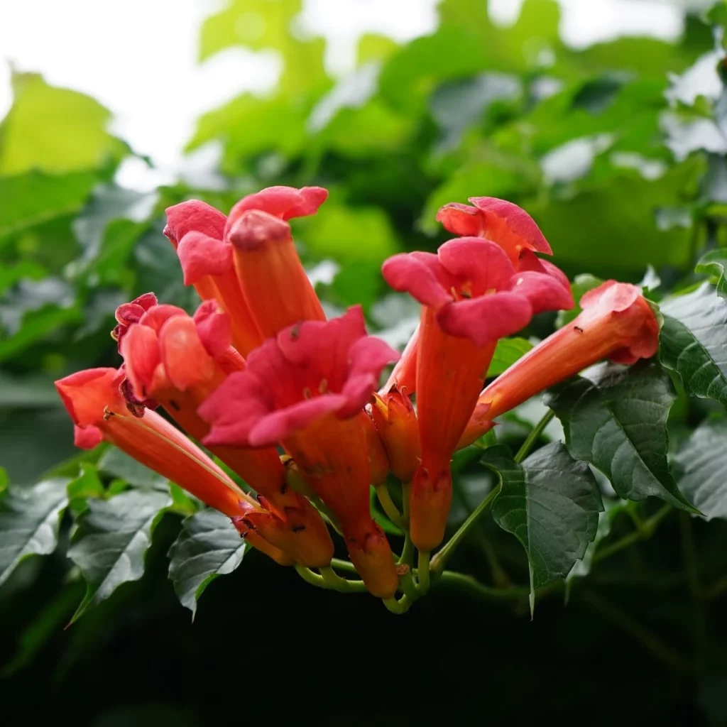 Campsis radicans (Trompetenblume)​