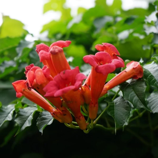 Büschel orangeroter trompetenförmiger Blüten der Amerikanischen Trompetenblume (Campsis radicans)