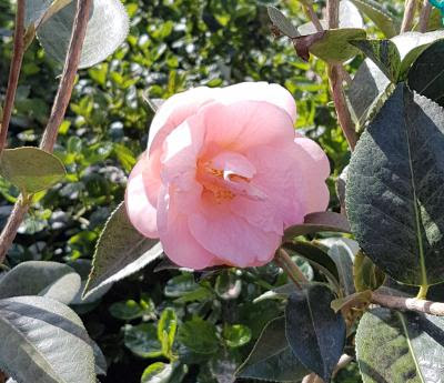 Japanische Kamelie 'Hagoromo' — blassrosa, halbgefüllte Blüte