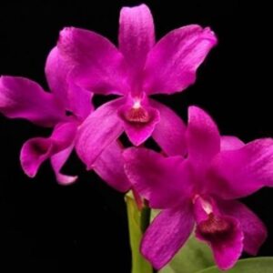 ORCHIDEEN | Cattleya bowringiana Red