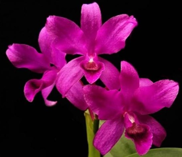 ORCHIDEEN | Cattleya bowringiana Red