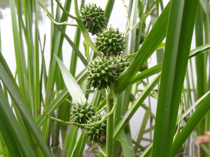 Ästiger Igelkolben oder aufrechter Igelkolben (Sparganium erectum)​