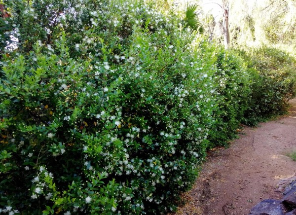 Gemeine Myrte (Myrtus communis)​