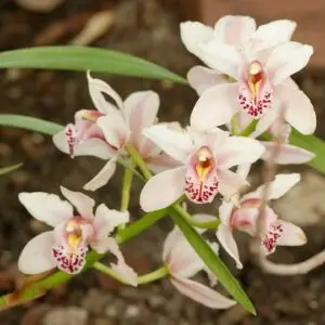 Cymidium-hybrid Dingwall Lewis