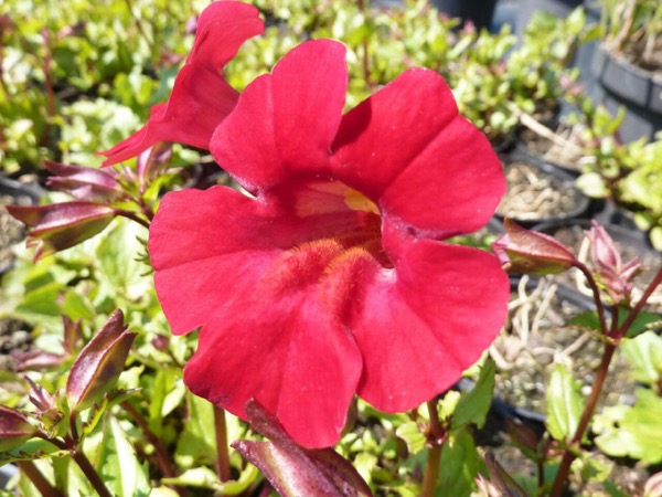 Gauklerblume Mimulus cupreus