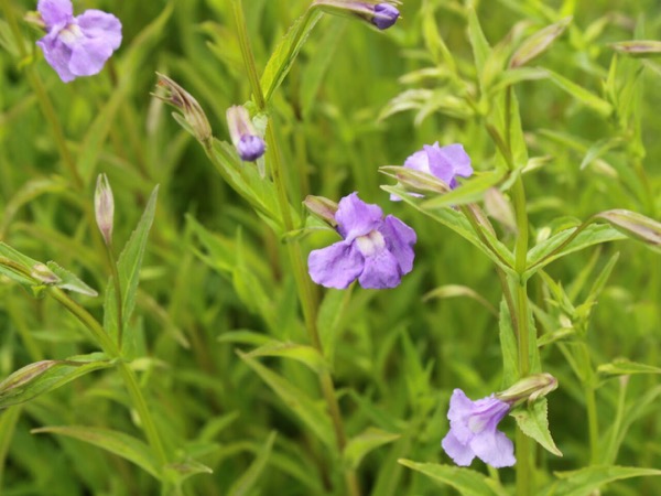 Gauklerblume (Mimulus ringens)​