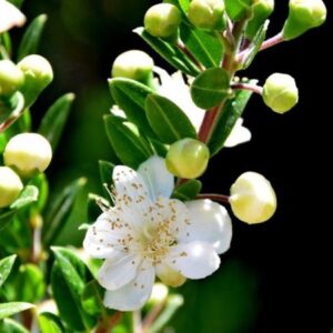 Gemeine Myrte (Myrtus communis)​