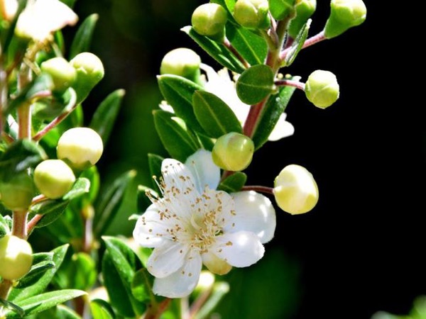 Gemeine Myrte (Myrtus communis)​