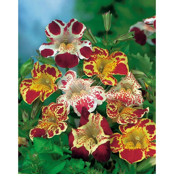 Gauklerblume Tigrinus grandiflorus