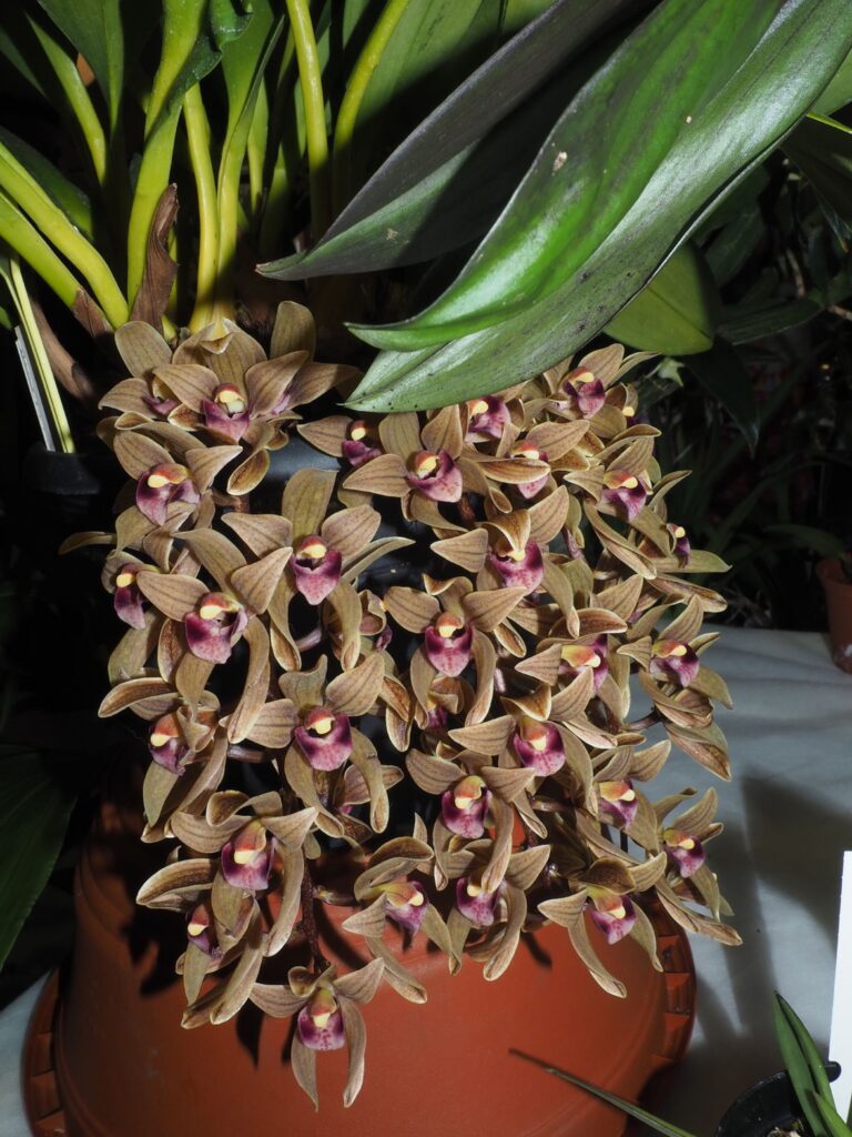 Cymbidium devonianum​