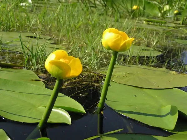 Gelbe Teichrose (Nuphar lutea)​