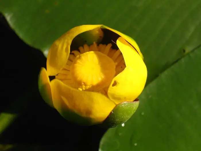 Teichrose aus Nordamerika (Nuphar advena)​