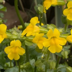 Gefleckte Gauklerblume Mimulus luteus
