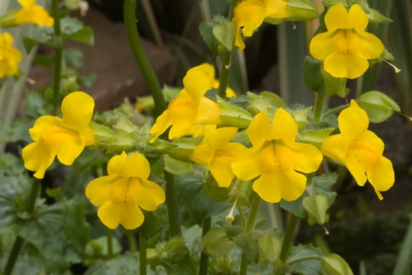 Gefleckte Gauklerblume Mimulus luteus