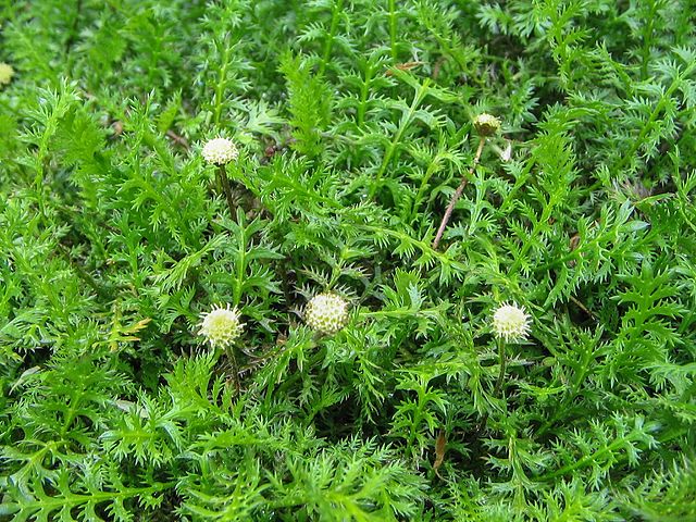 Filzkraut (Cotula squalida)​