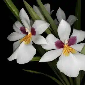 Miltonia roezlii