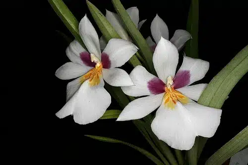 Miltonia roezlii