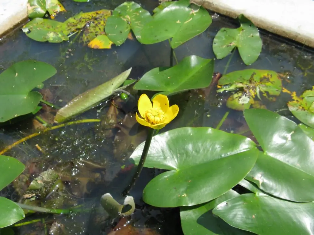 Japanische Teichrose (Nuphar japonica)​