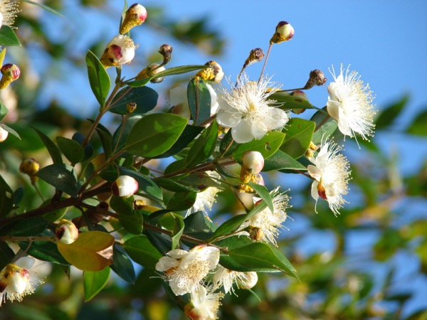 Gemeine Myrte (Myrtus communis)​