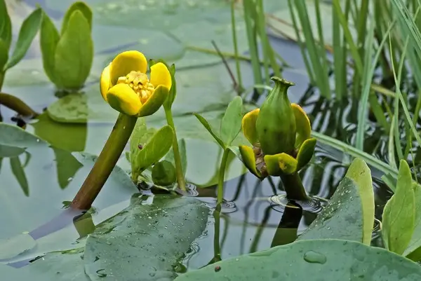 Kleine Teichrose (Nuphar pumila)​