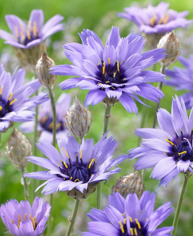 Blaue Rasselblume (Catananche caerulea)​