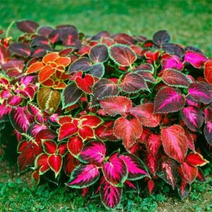 Kohleus (Coleus blumei hybridy)​