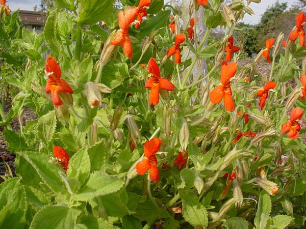 Gauklerblume Mimulus cardinalis