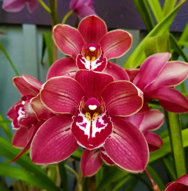 Cymbidium-Hybrid Clarisse