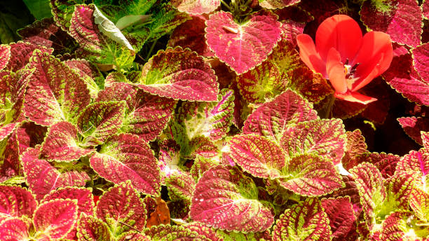 Koleus (Coleus blumei Hybriden)​