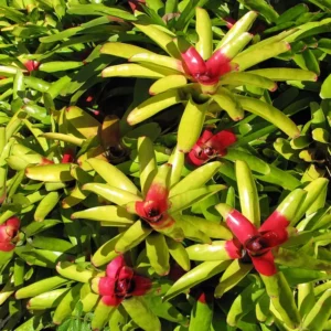 Neoregelia (Neoregelia carolinae)​