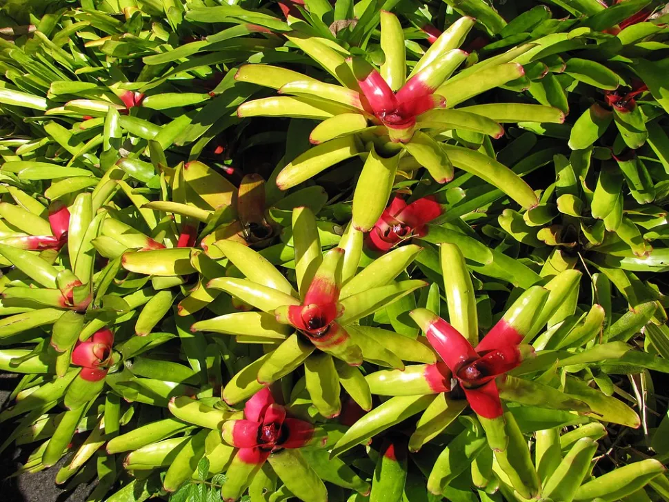 Neoregelia (Neoregelia carolinae)​