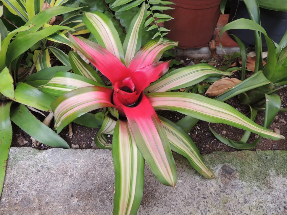 Neoregélie (Neoregelia carolinae)​