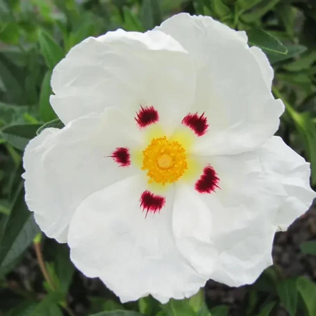 Aguilars Zistrose (Cistus × aguilari, Cistus ladanifer × Cistus populifolius)​