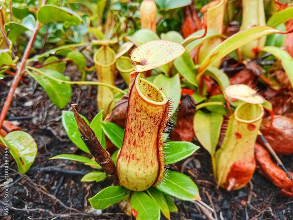 Kannenpflanze (Nepenthes)​