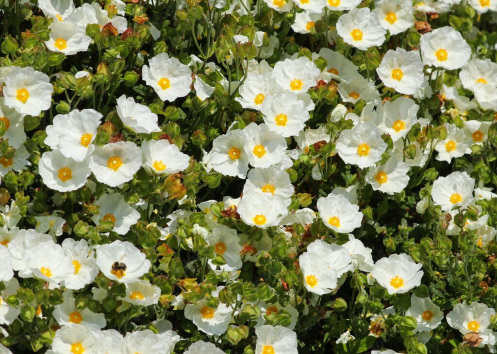 Salbeiblättrige Zistrose (Cistus salviifolius) ​