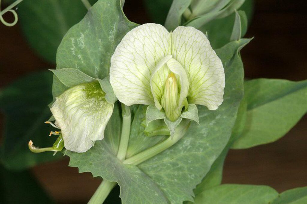 Erbse (Pisum sativum ssp. sativum)​