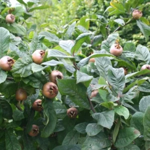 Mispel (Mespilus germanica)​