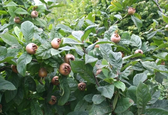 Mispel (Mespilus germanica)​