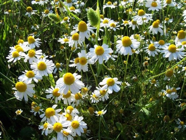 Echte Kamille (Chamomilla recutita)