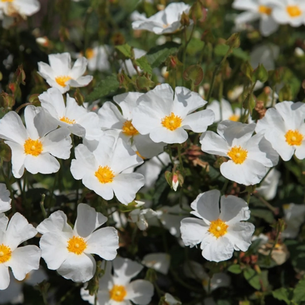 Corbarienische Zistrose (Cistus corbariensis, Cistus populifolius × Cistus salviifolius) ​