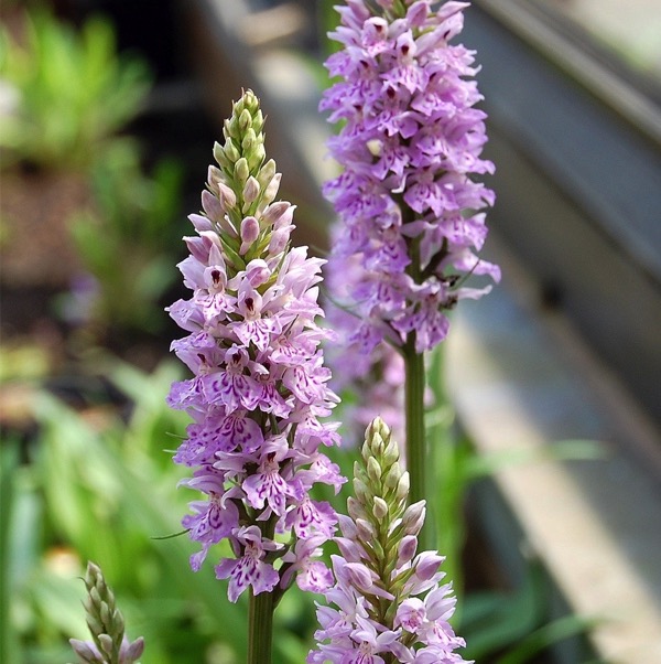 Geflecktes Knabenkraut (Dactylorhiza maculata)​