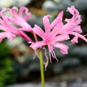 Nerine bowdenii – Nahaufnahme einer rosafarbenen Blütendolde mit schmalen, gewellten Blütenblättern