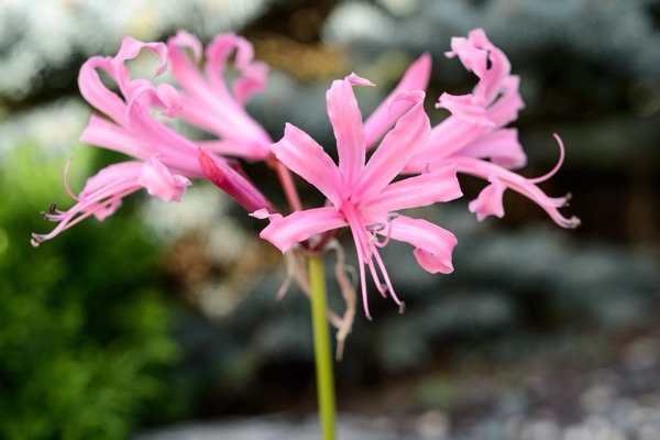 Bowdens Nerine (Nerine bowdenii)​ 'Fenwicks Variety'