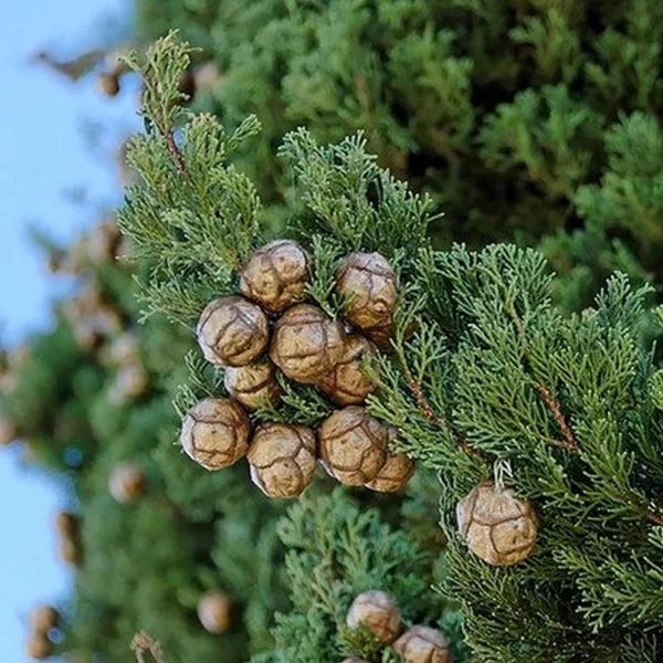 Immergrüne Zypresse (Cupressus sempervirens)​