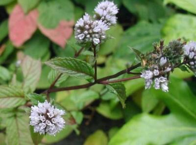 Pfefferminze (Mentha piperita)​
