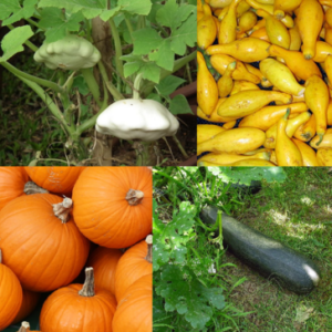 Gartenkürbis (Cucurbita pepo)​