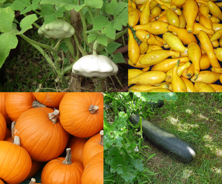Gartenkürbis (Cucurbita pepo)​
